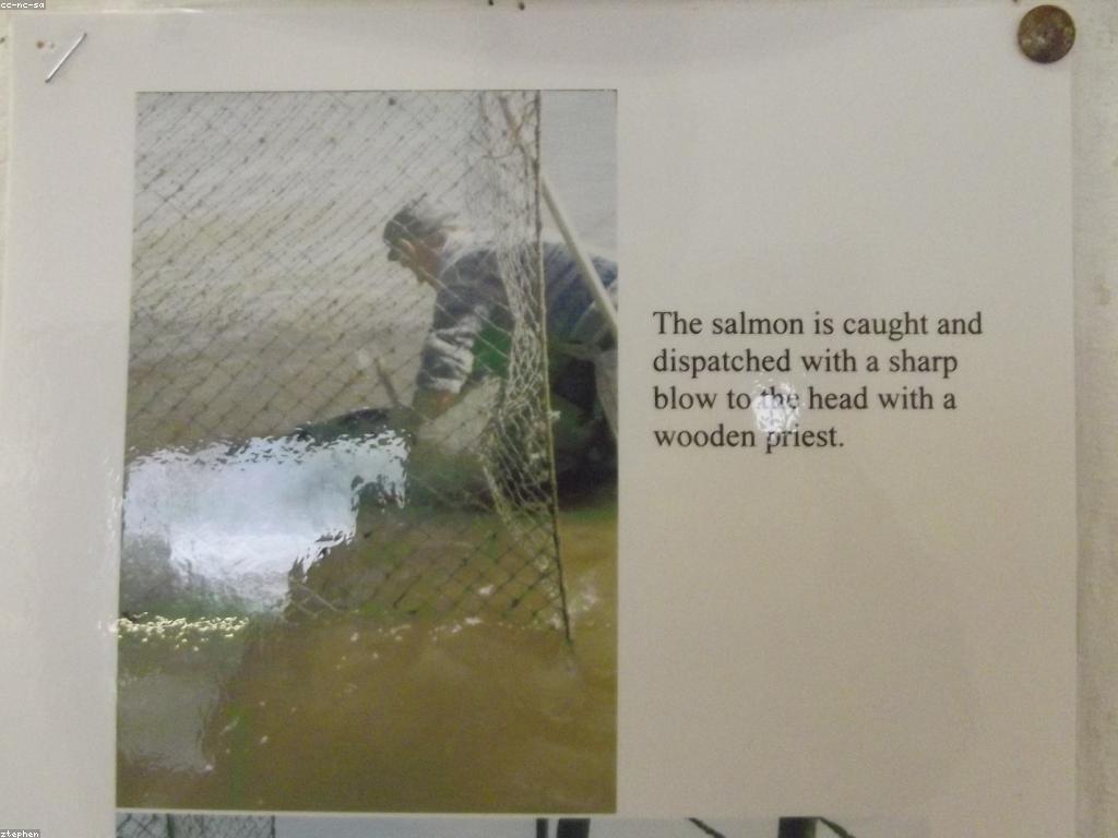 វិធីសាស្ត្រល្គាប់ត្រី Rare ដ៏ប្រសើរ