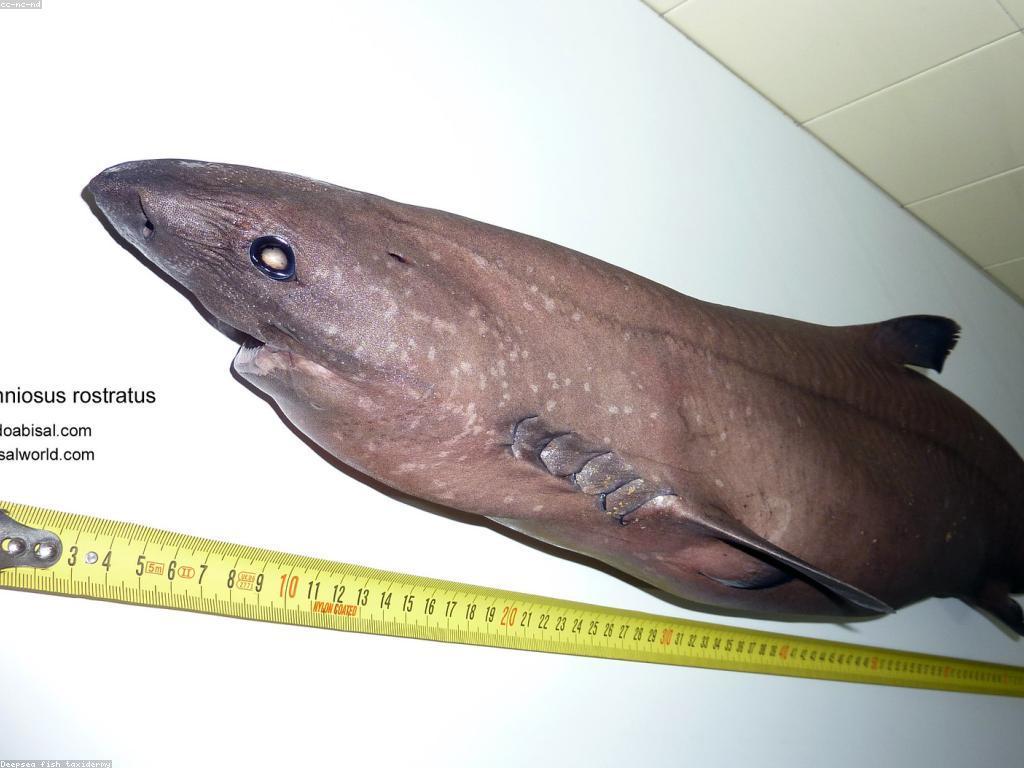 ការល្គាប់ត្រី Rare: ការបង្កើតនូវវប្បធម៌នៃការល្គាប់ត្រីដ៏អស្ចារ្យ