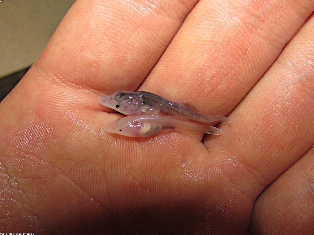 យុទ្ធសាស្ត្រក្នុងការល្គាប់ត្រី Rare