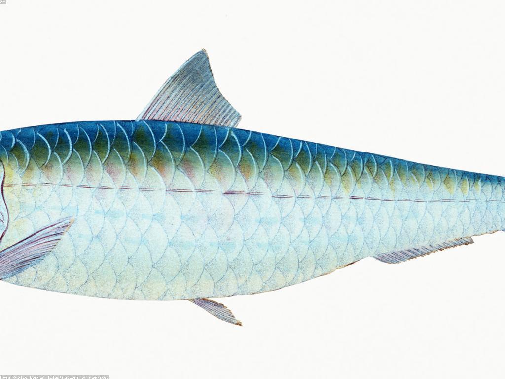 ត្រី Rare និងអត្ថប្រយោជន៍