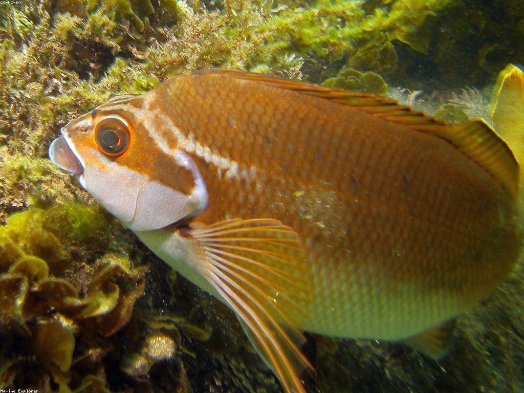 ត្រី Rare និងអត្ថប្រយោជន៍