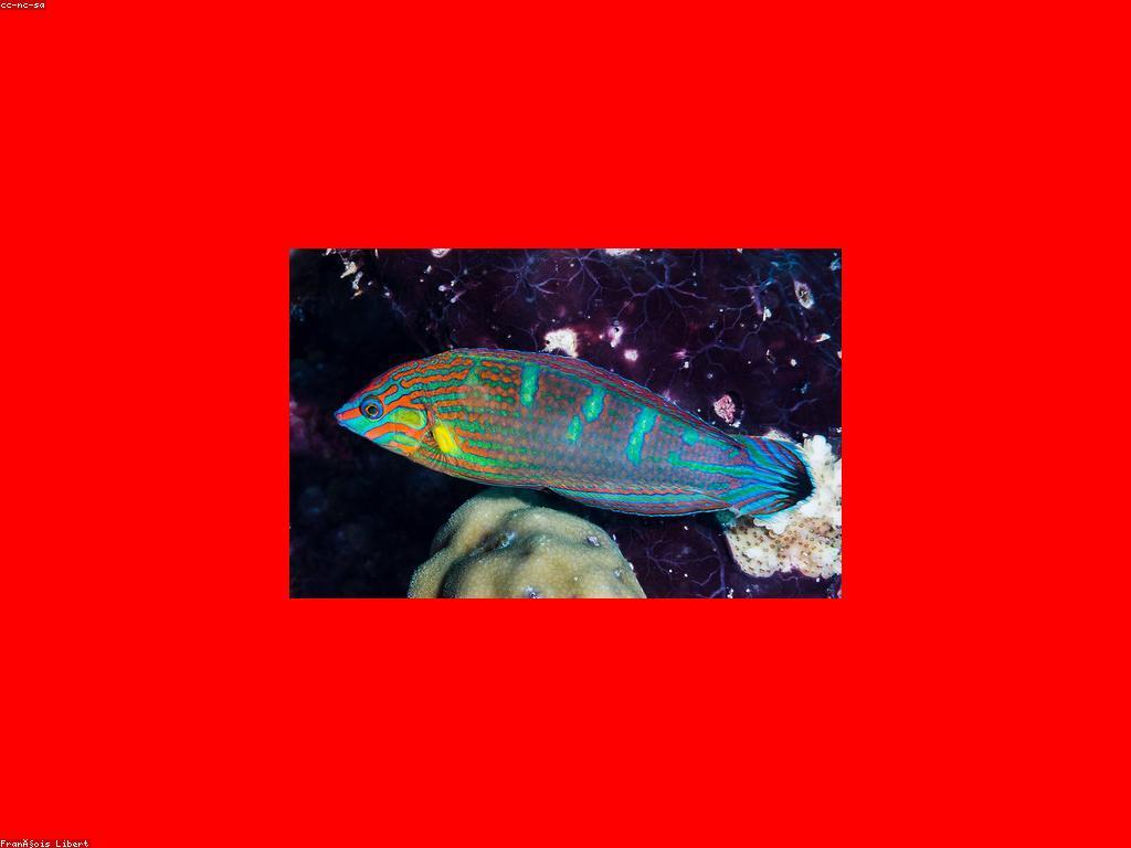 ការល្គាប់ត្រី Rare: ការបង្កើតនូវវប្បធម៌នៃការល្គាប់ត្រីដ៏អស្ចារ្យ