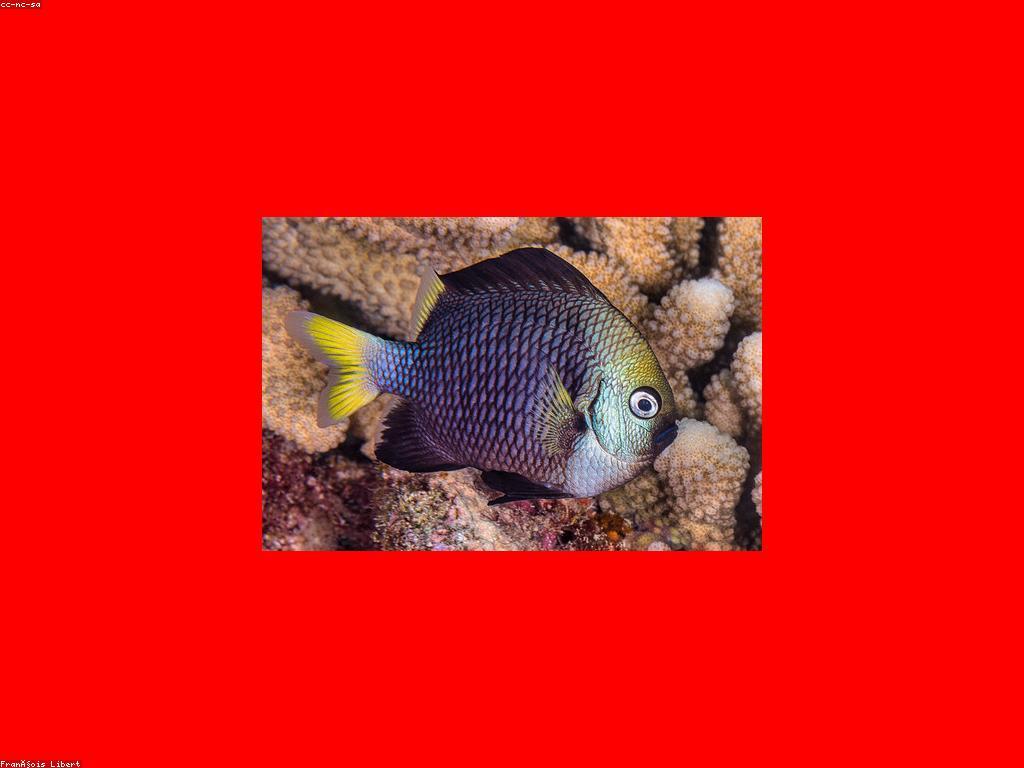 អត្ថប្រយោជន៍នៃត្រី Rare សម្រាប់សុខភាព