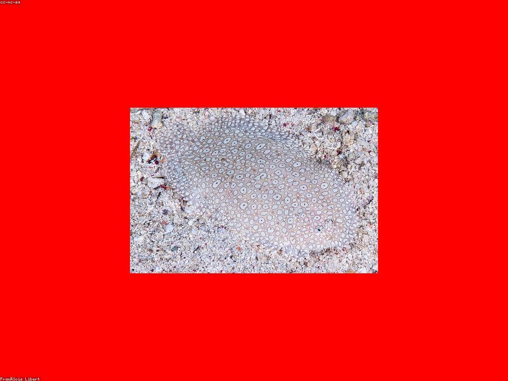 ការសិក្សាអំពីវិធីសាស្ត្រល្គាប់ត្រី Rare