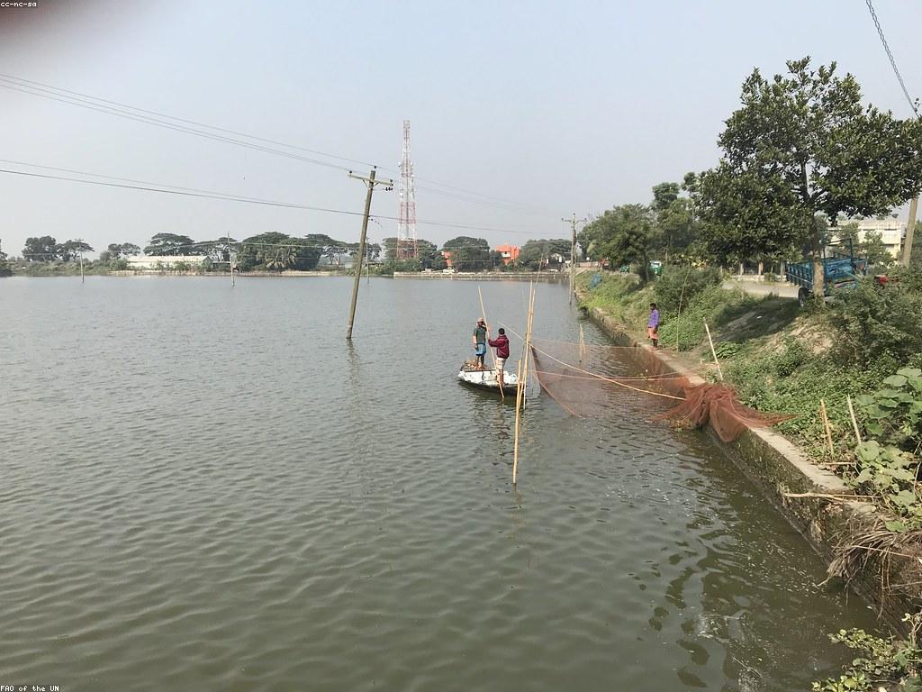 ការយល់ដឹងអំពីវិធីសាស្ត្រសំខាន់ក្នុងការល្គាប់ត្រី Rare